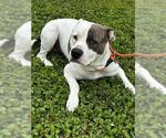Small American Staffordshire Terrier
