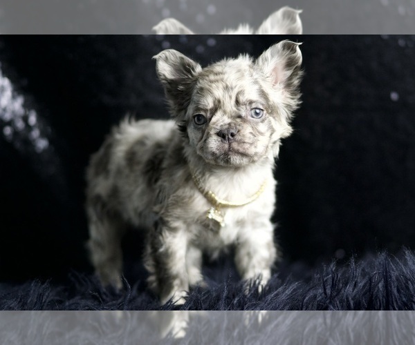 Medium Photo #94 French Bulldog Puppy For Sale in WARSAW, IN, USA