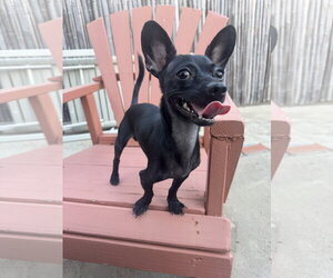 Buddy - Male Chihuahua Dog for Adoption - Photo #3