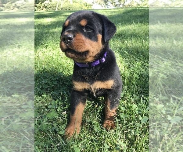 Medium Photo #1 Rottweiler Puppy For Sale in GOSHEN, IN, USA