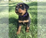 Small Photo #1 Rottweiler Puppy For Sale in GOSHEN, IN, USA
