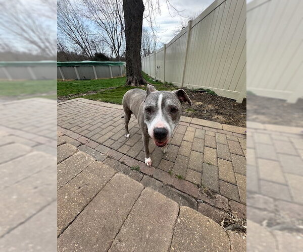 Medium Photo #2 Mutt Puppy For Sale in Crete, IL, USA