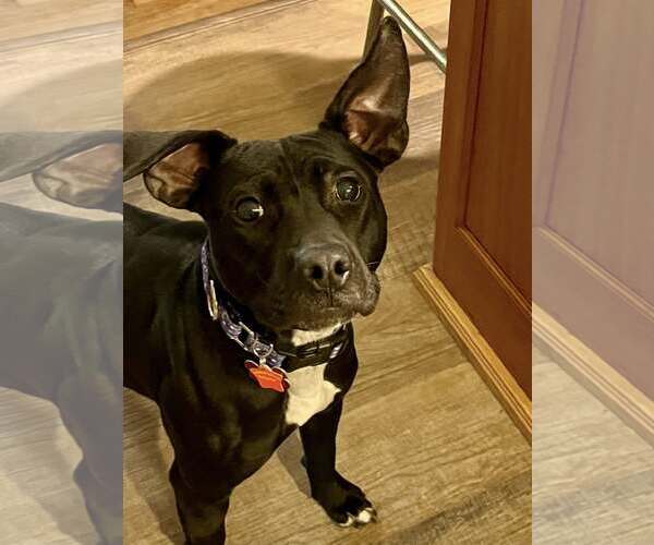 Medium Photo #8 Labrador Retriever-Unknown Mix Puppy For Sale in Mount Laurel, NJ, USA