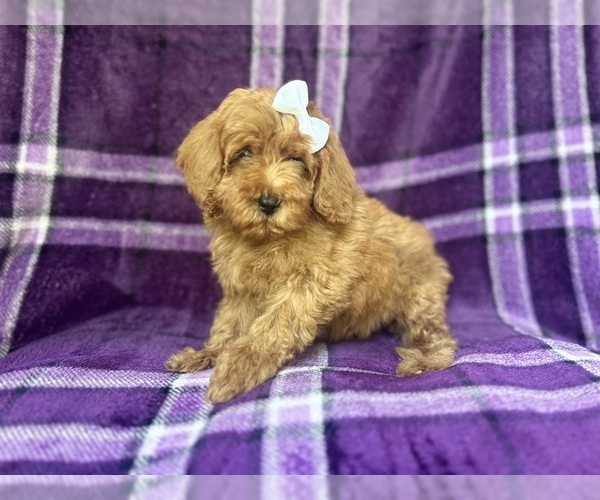 Medium Photo #8 Cock-A-Poo Puppy For Sale in LAKELAND, FL, USA