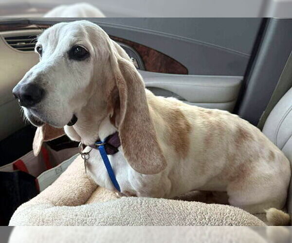 Medium Photo #2 Basset Hound Puppy For Sale in Deepwater, NJ, USA