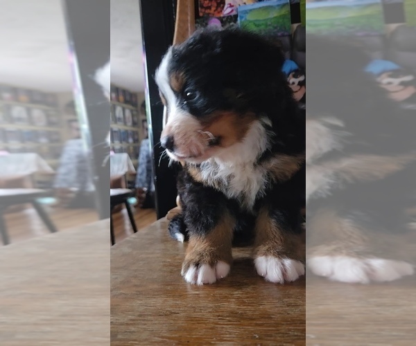 Medium Photo #5 Bernese Mountain Dog Puppy For Sale in HILLSBORO, OH, USA