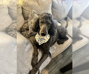 Father of the Labradoodle mix (+ Poodle Standard) puppies born on 06/05/2026