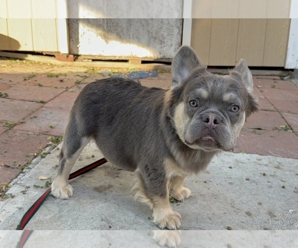 Medium Photo #1 French Bulldog Puppy For Sale in SOUTH GATE, CA, USA