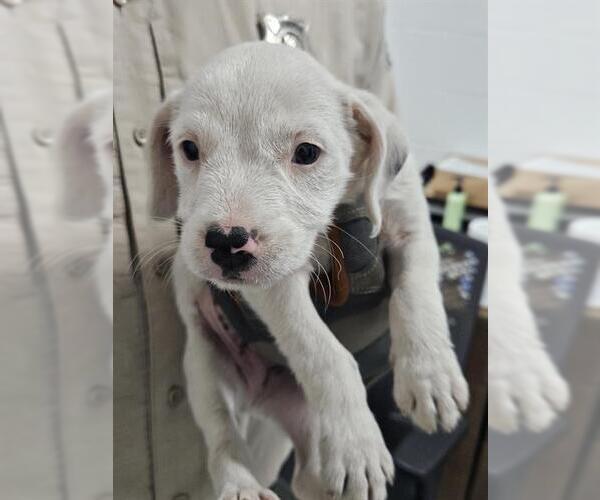 Medium Photo #1 Labrador Retriever-Unknown Mix Puppy For Sale in Temple, TX, USA