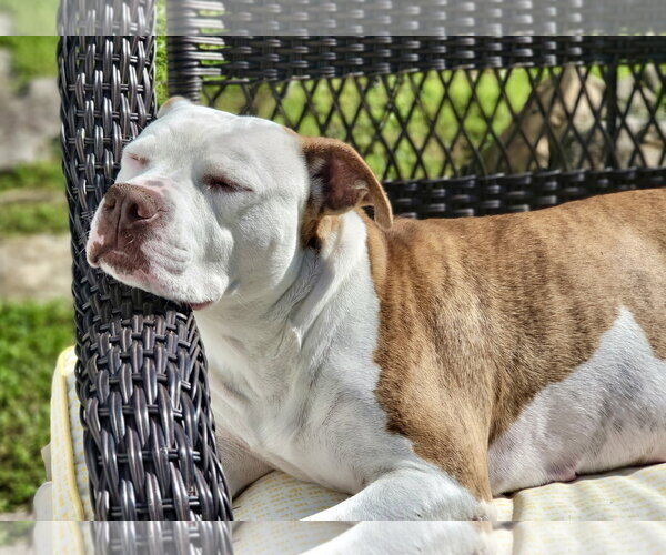 Medium Photo #20 Mutt Puppy For Sale in Mount Laurel, NJ, USA