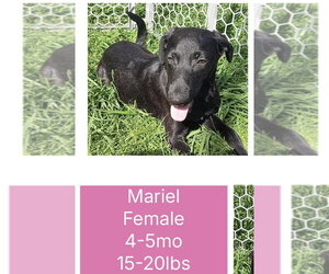 Mutt Dogs for adoption in Virginia Beach, VA, USA
