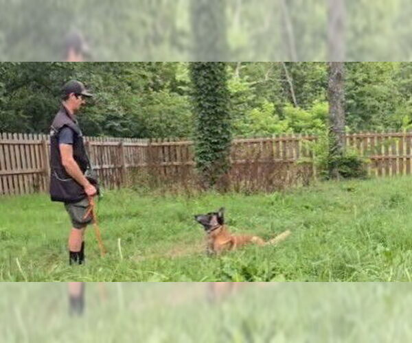 Medium Photo #2 Mutt Puppy For Sale in Imlay City, MI, USA