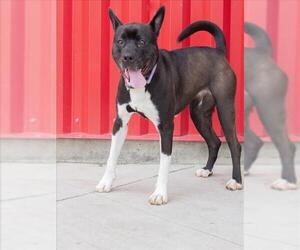 JOAN - Female Mutt Dog for Adoption - Photo #2