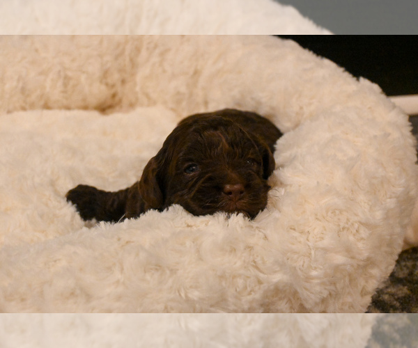 Medium Photo #6 Havapoo Puppy For Sale in GUTHRIE, KY, USA