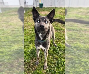 German Shepherd Dog-Huskies  Mix Dogs for adoption in Rosenberg, TX, USA