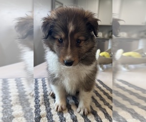 Shetland Sheepdog Puppy for sale in MC CORDSVILLE, IN, USA