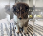 Small Shetland Sheepdog