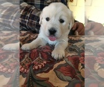Small Photo #3 English Cream Golden Retriever Puppy For Sale in SPARTA, WI, USA