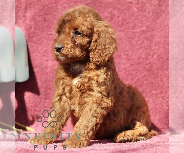 Medium Photo #3 Goldendoodle (Miniature) Puppy For Sale in EPHRATA, PA, USA