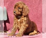 Small #2 Goldendoodle (Miniature)