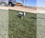 Small Photo #30 Dalmatian Puppy For Sale in AMARILLO, TX, USA