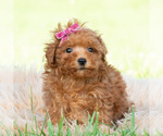 Small #3 Maltipoo (Toy)