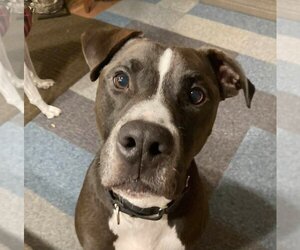 Champ - Male American Pit Bull Terrier-Unknown Mix Dog for Adoption - Photo #2