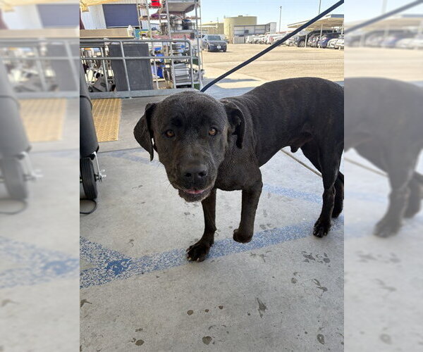 Medium Photo #1 Mutt Puppy For Sale in Bakersfield, CA, USA