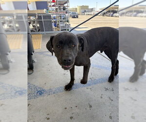 Mutt Dogs for adoption in Bakersfield, CA, USA