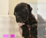 Puppy Puppy 8 Cane Corso