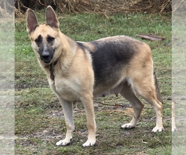 Medium Photo #1 German Shepherd Dog Puppy For Sale in SPOTSYLVANIA, VA, USA