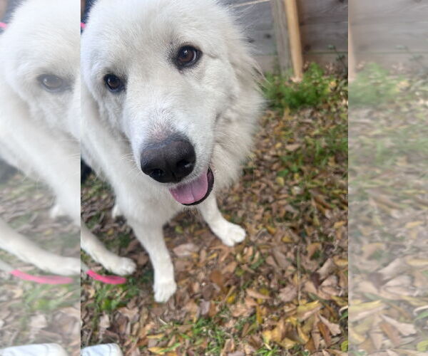 Medium Photo #5 Great Pyrenees Puppy For Sale in Spring, TX, USA