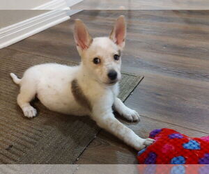 - Mix Dogs for adoption in The Woodlands, TX, USA