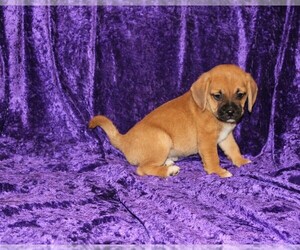 Puggle Puppy for sale in BLOOMINGTON, IN, USA