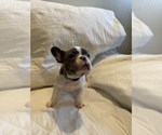 Small #1 French Bulldog