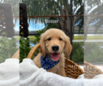 Puppy 3 Golden Retriever