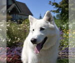 Small #23 German Shepherd Dog-Huskies  Mix