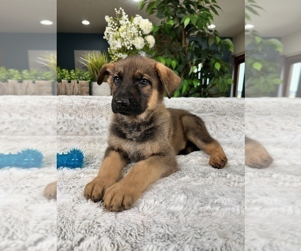 Medium Photo #1 German Shepherd Dog Puppy For Sale in GREENFIELD, IN, USA