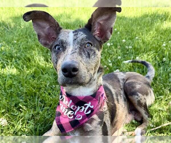Medium Photo #1 Mutt Puppy For Sale in Pueblo, CO, USA
