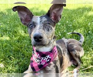 Mutt Dogs for adoption in Pueblo, CO, USA