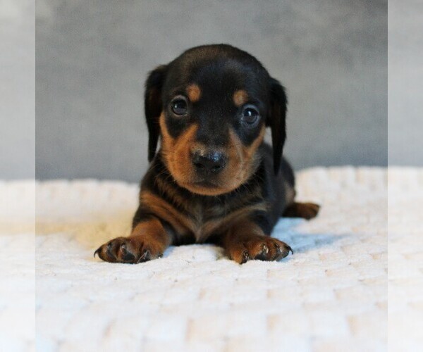 Medium Photo #1 Dachshund Puppy For Sale in HONEY BROOK, PA, USA