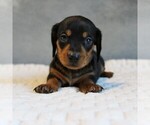 Puppy Sebastian Dachshund