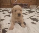 Puppy Male 5 Golden Retriever