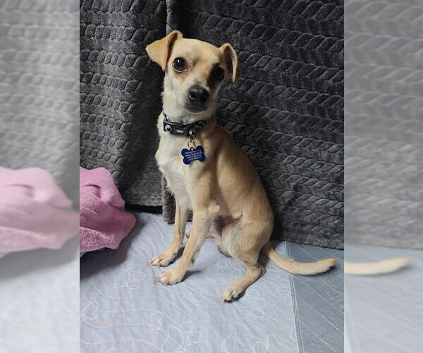 Medium Photo #3 Italian Greyhuahua Puppy For Sale in Bellevue, WA, USA