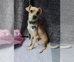 Small #2 Italian Greyhuahua