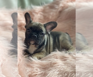 French Bulldog Puppy for sale in BOSTON, MA, USA