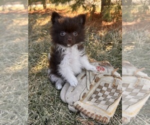 Pomeranian Puppy for sale in MIDDLEBURY, IN, USA