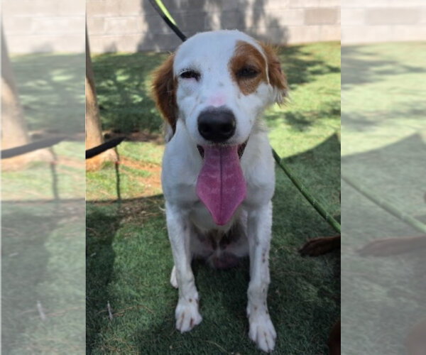 Medium Photo #3 English Setter-Unknown Mix Puppy For Sale in Lakewood, CO, USA