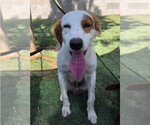 Small #2 English Setter Mix