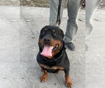Small Photo #1 Rottweiler Puppy For Sale in SAGINAW, MI, USA